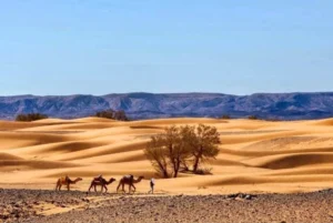 Caravana de camelos nas dunas de Merzouga